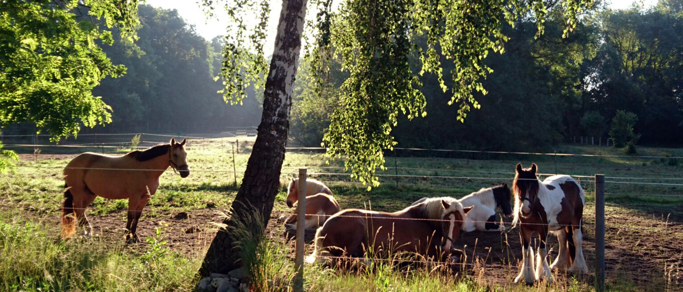 <h2>Rolling Ranch</h2>
<p>Ponies am Morgen</p>